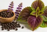 Haematococcus Ingredient