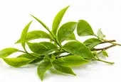 Schisandra Ingredient